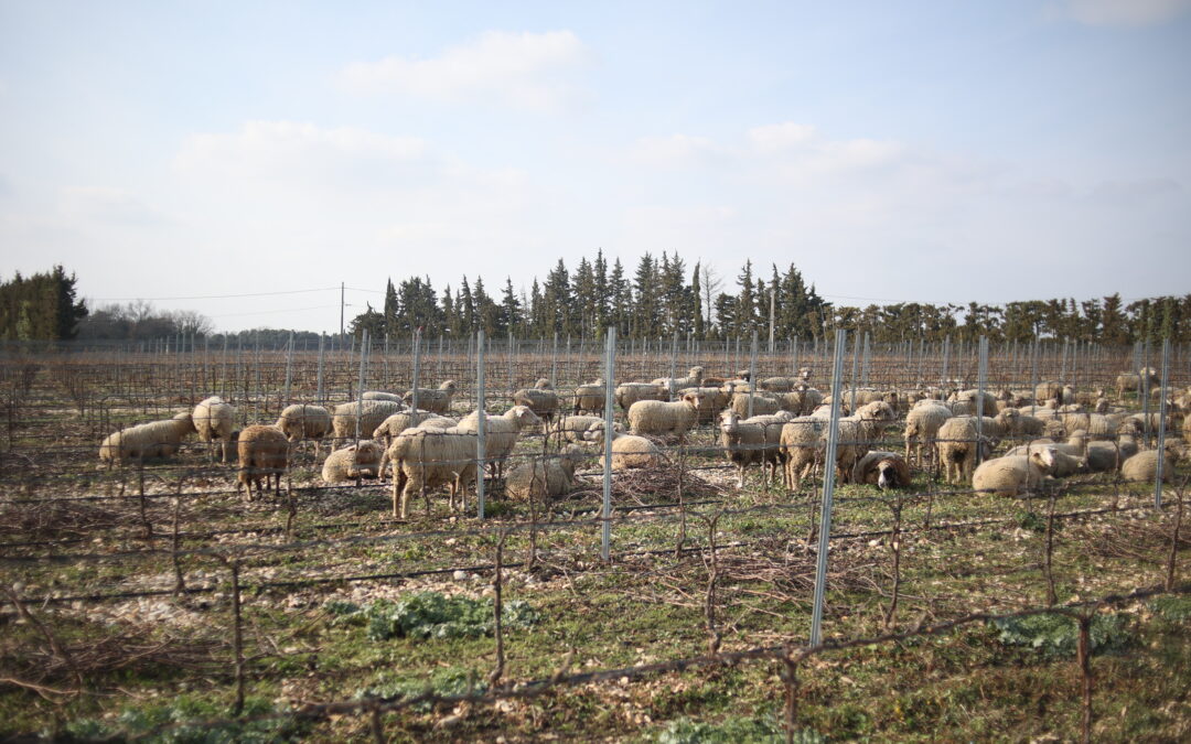 L&rsquo;agropastoralisme au Domaine Brunely