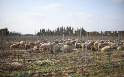 L&rsquo;agropastoralisme au Domaine Brunely